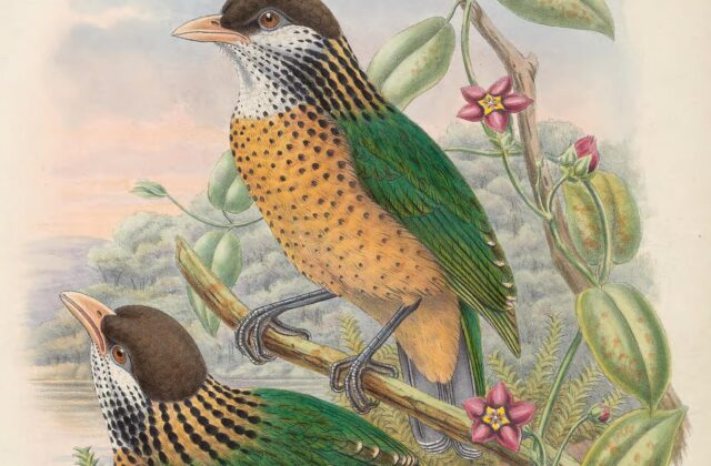 Ochre-breasted Catbird