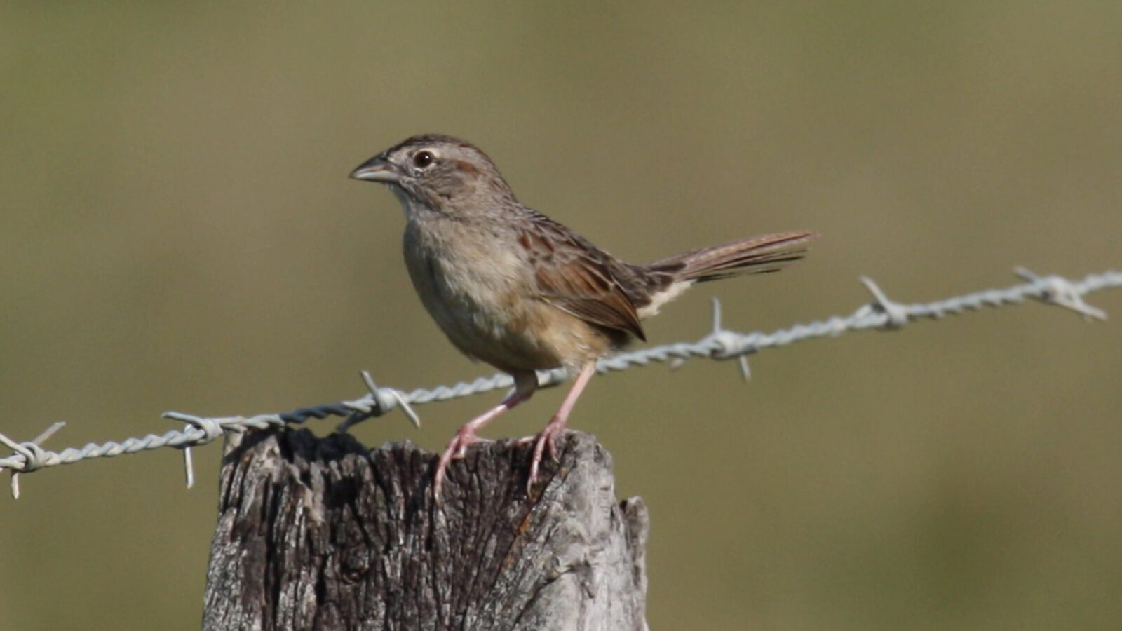 Botteri’s Sparrow