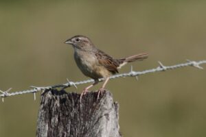 Botteri’s Sparrow