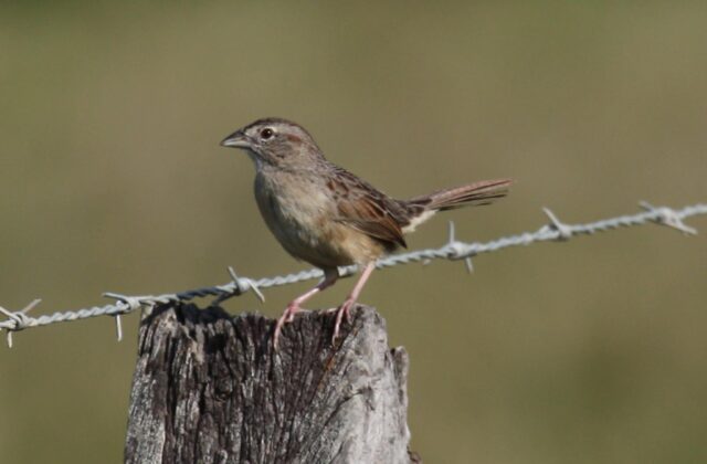 Botteri’s Sparrow