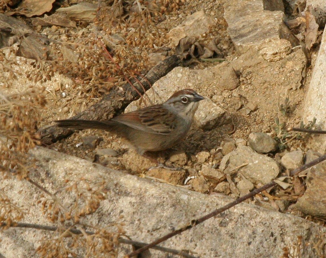 Oaxaca Sparrow