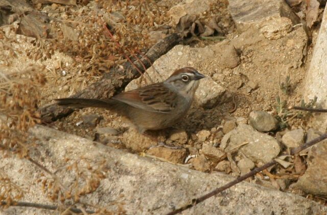Oaxaca Sparrow