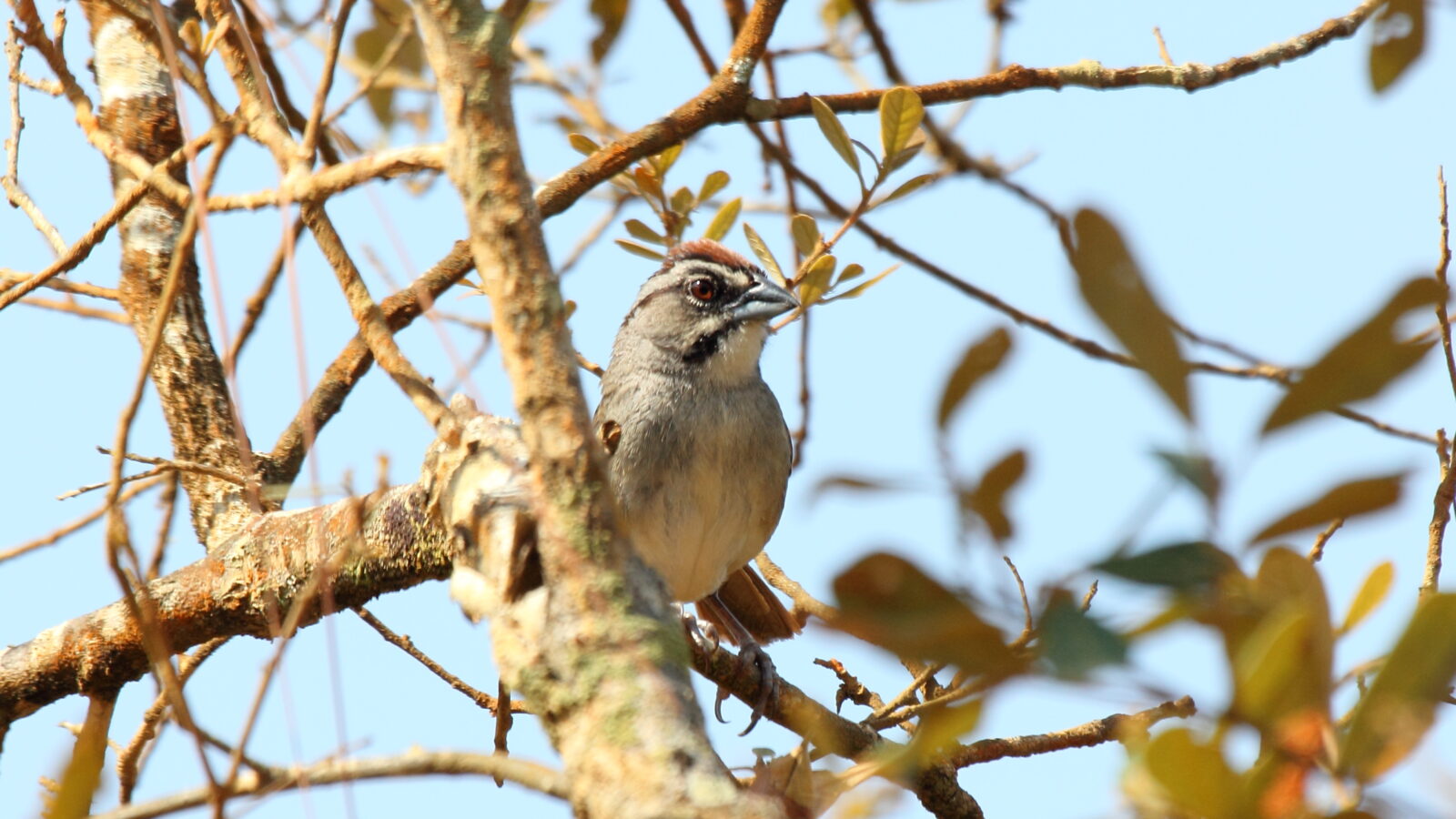 Rusty Sparrow