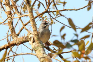 Rusty Sparrow