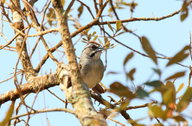 Rusty Sparrow