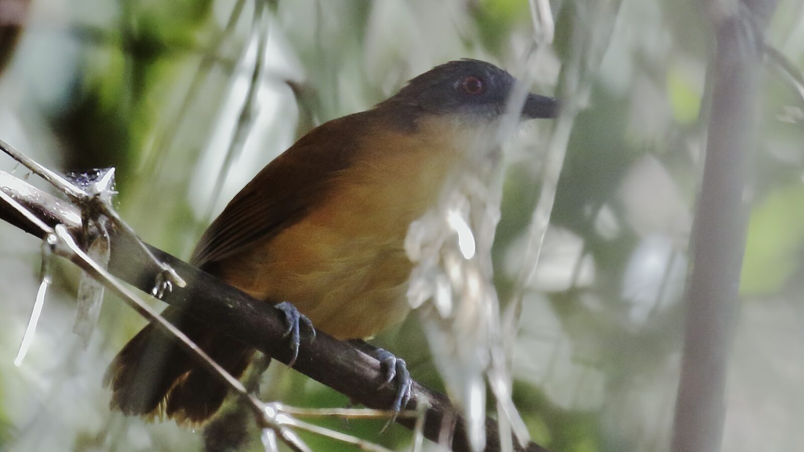 Goeldi’s Antbird