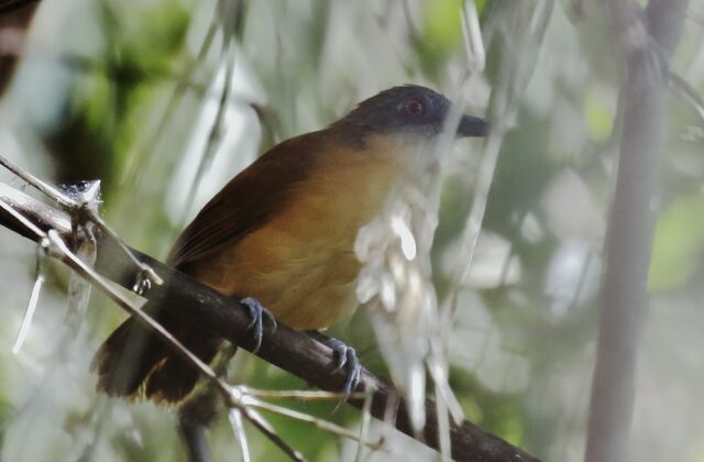 Goeldi’s Antbird