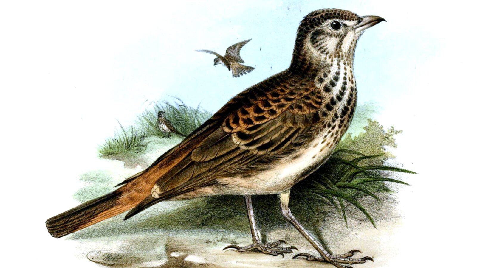 Rufous-rumped Lark