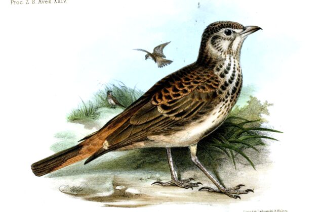 Rufous-rumped Lark