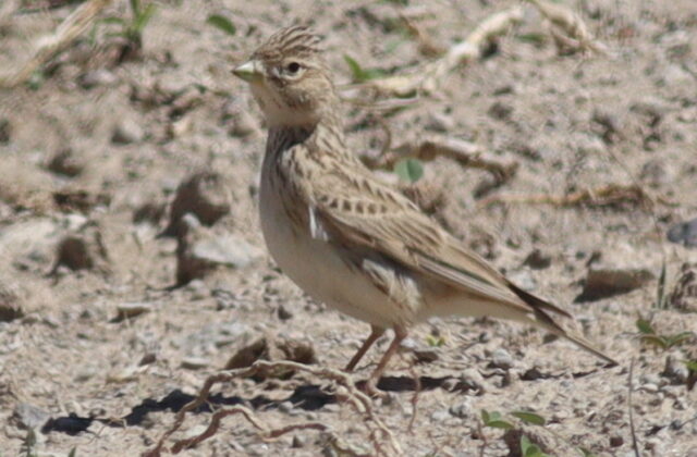 Turkestan Short-toed Lark