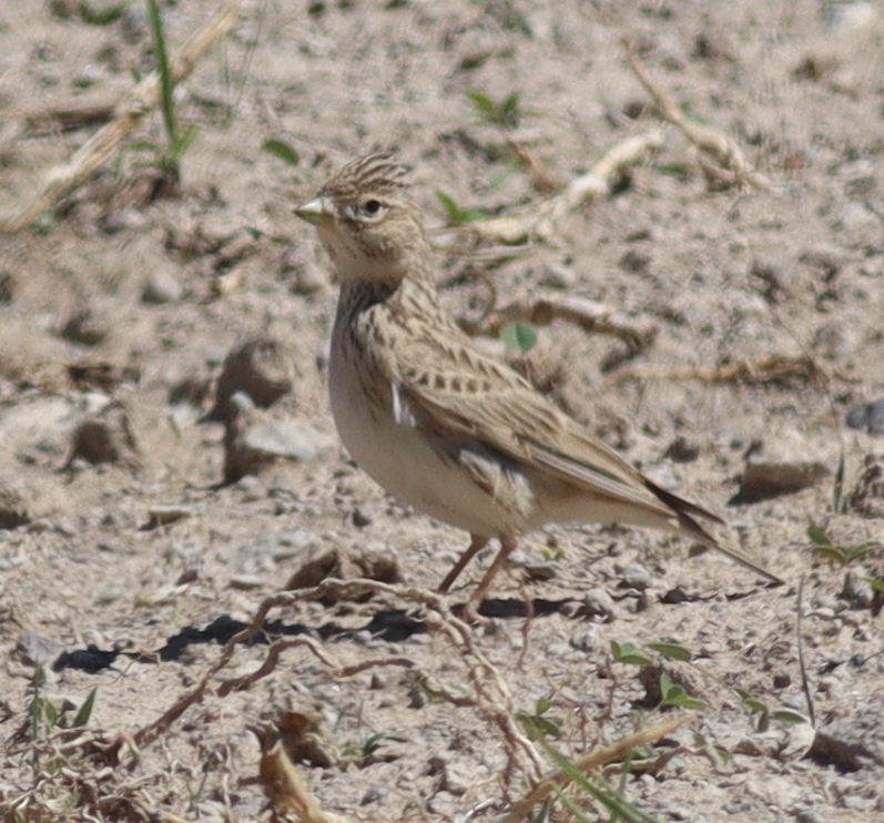 Turkestan Short-toed Lark