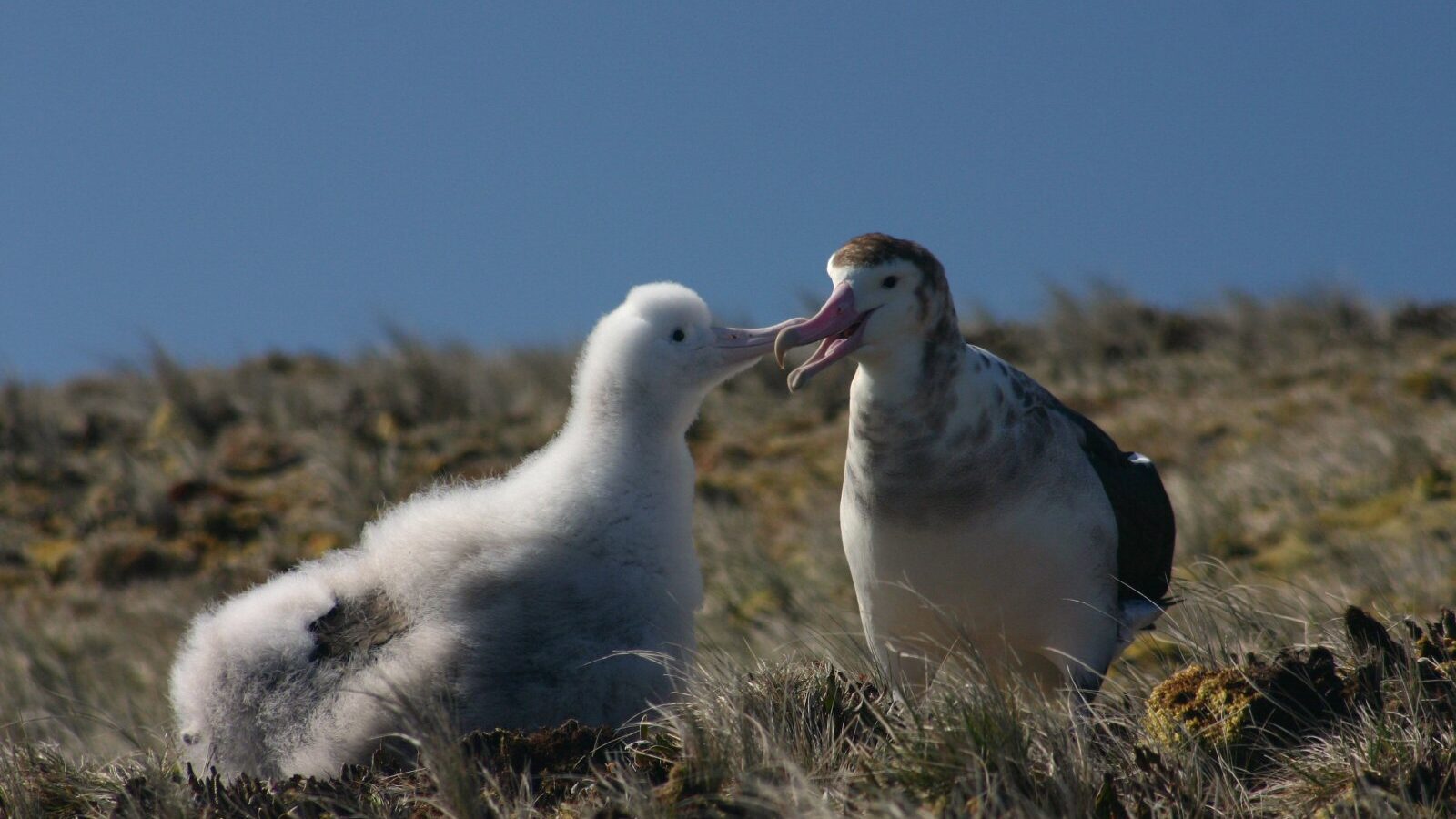 Amsterdam Albatross