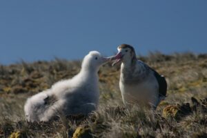 Amsterdam Albatross