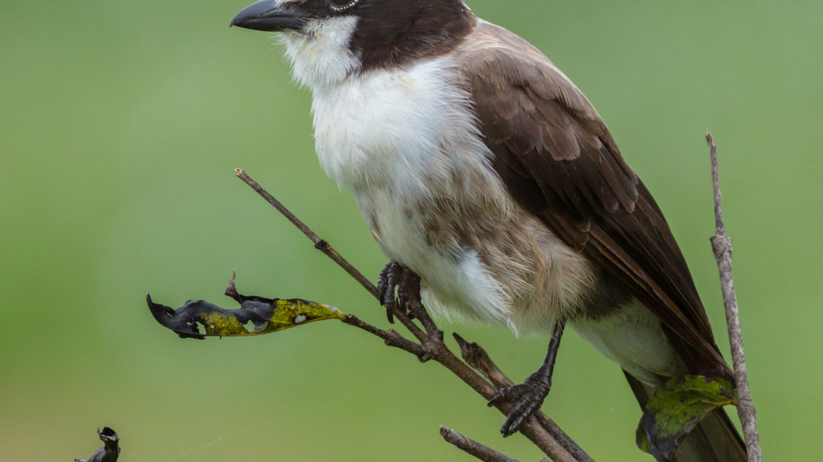 Northern White-crowned Shrike