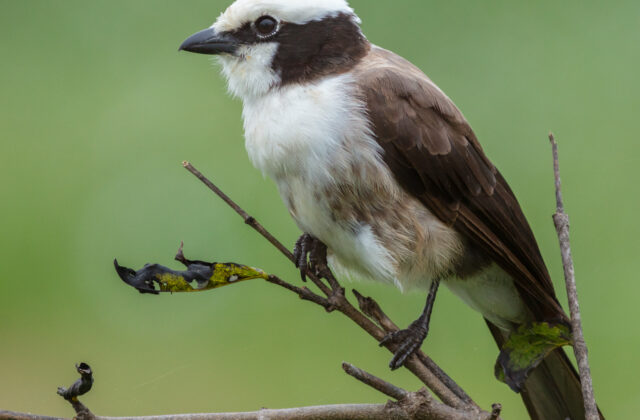 Northern White-crowned Shrike