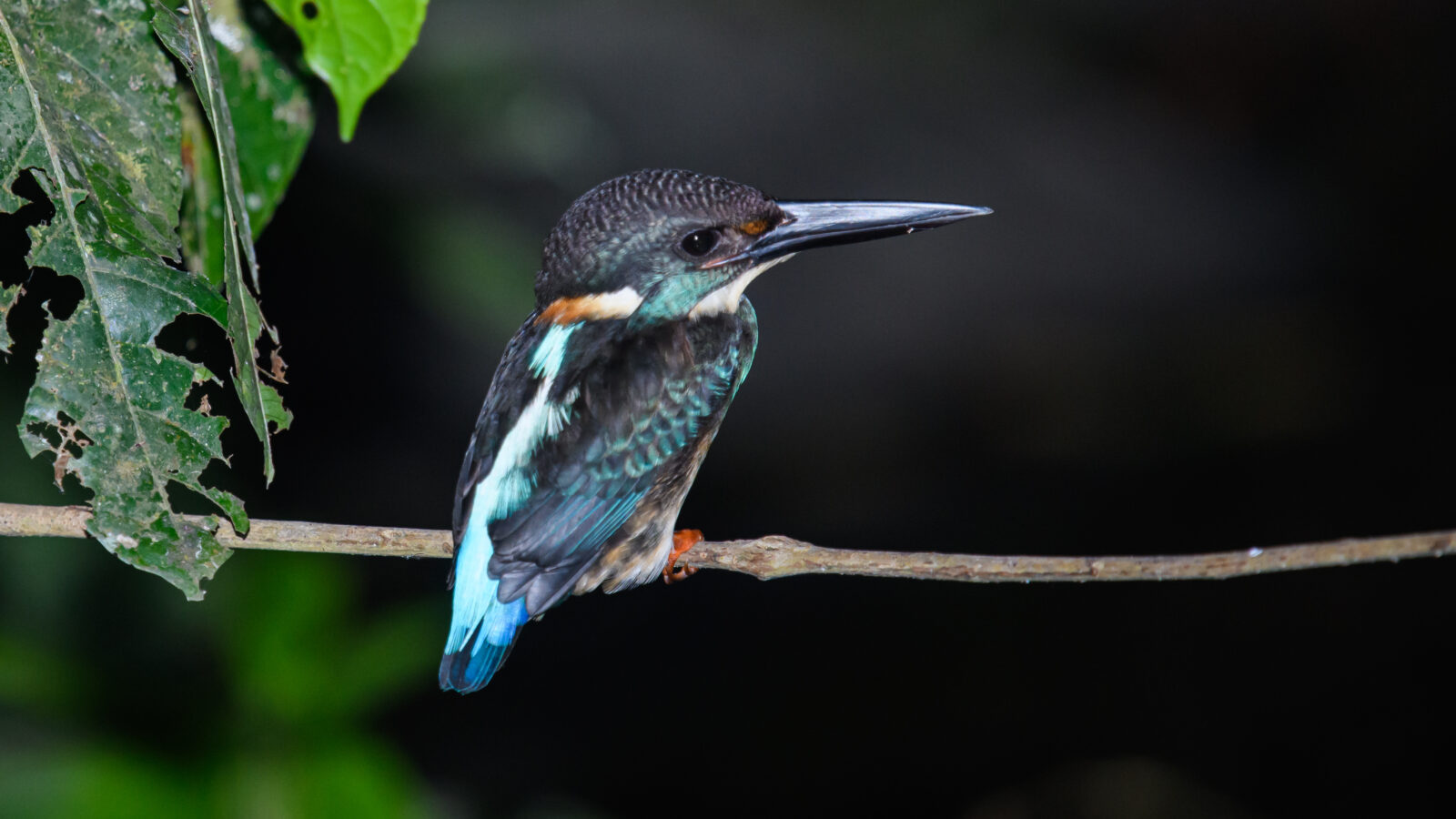 Javan Blue-banded Kingfisher