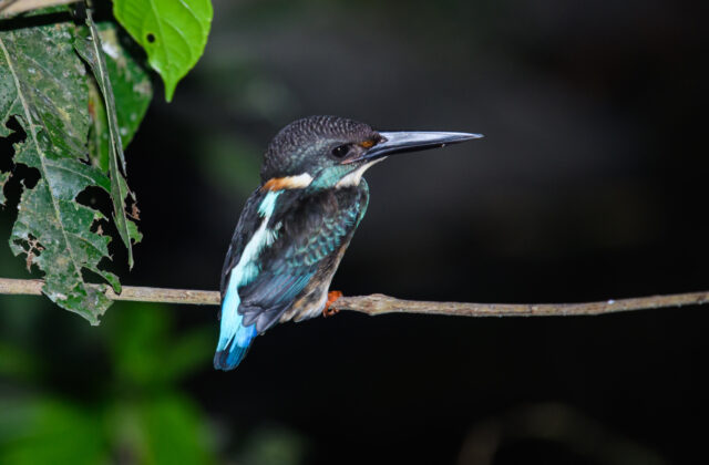 Javan Blue-banded Kingfisher