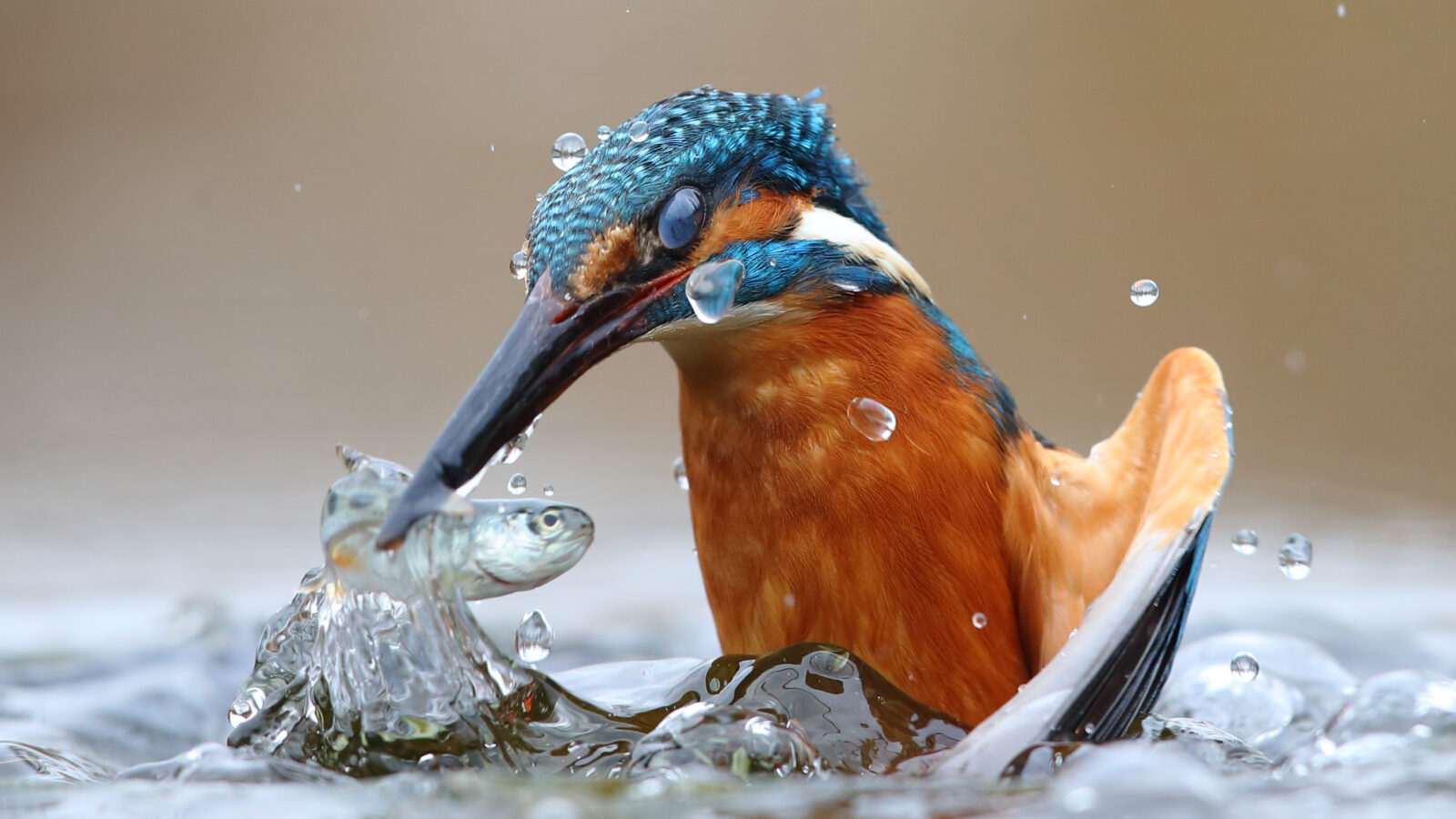 Common Kingfisher