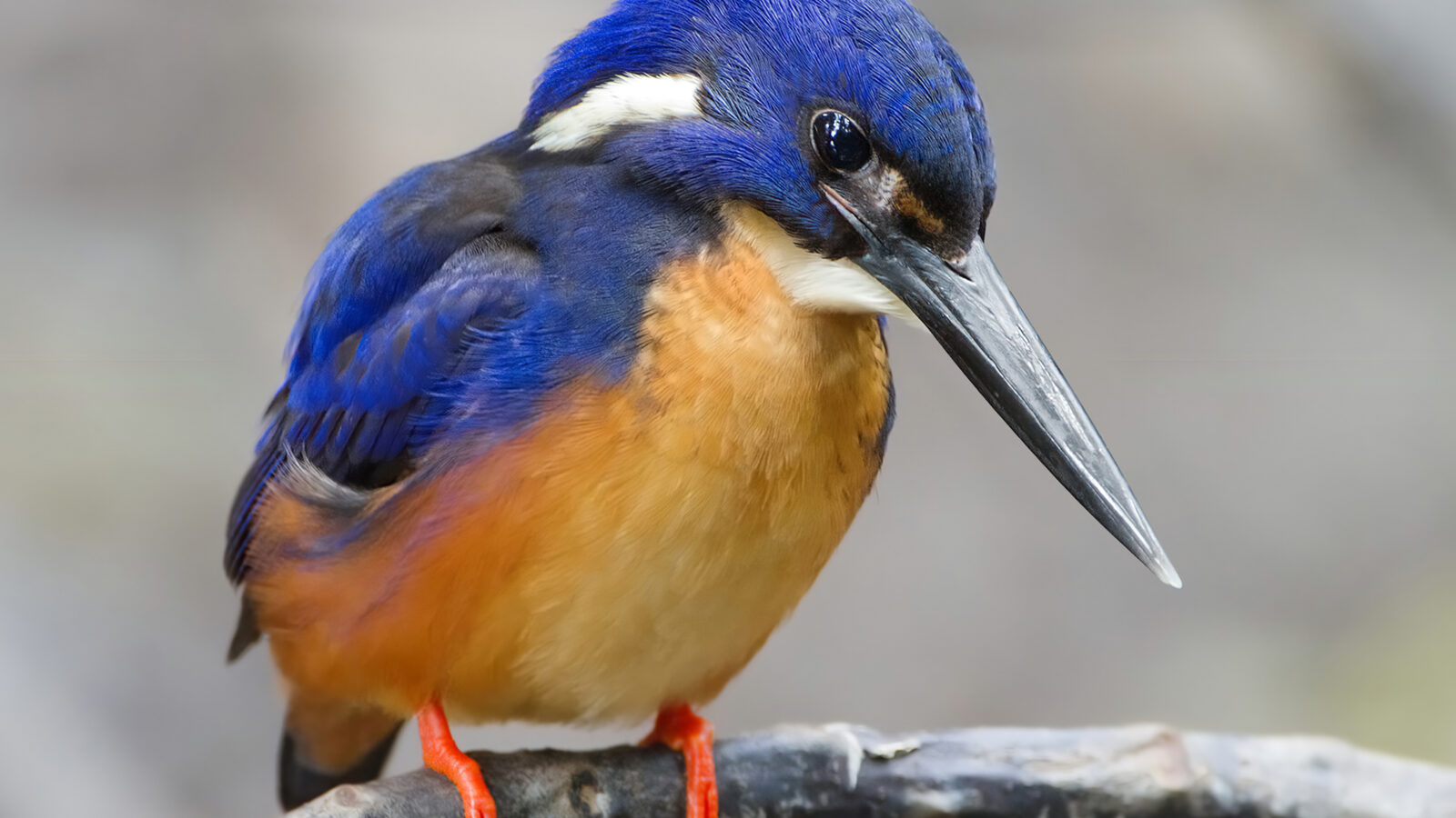 Azure Kingfisher