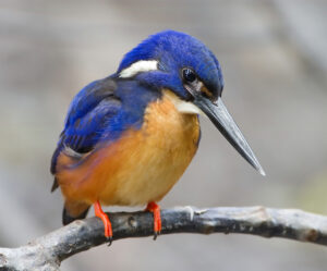 Azure Kingfisher
