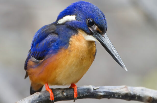 Azure Kingfisher