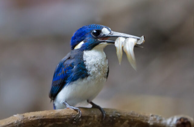Little Kingfisher