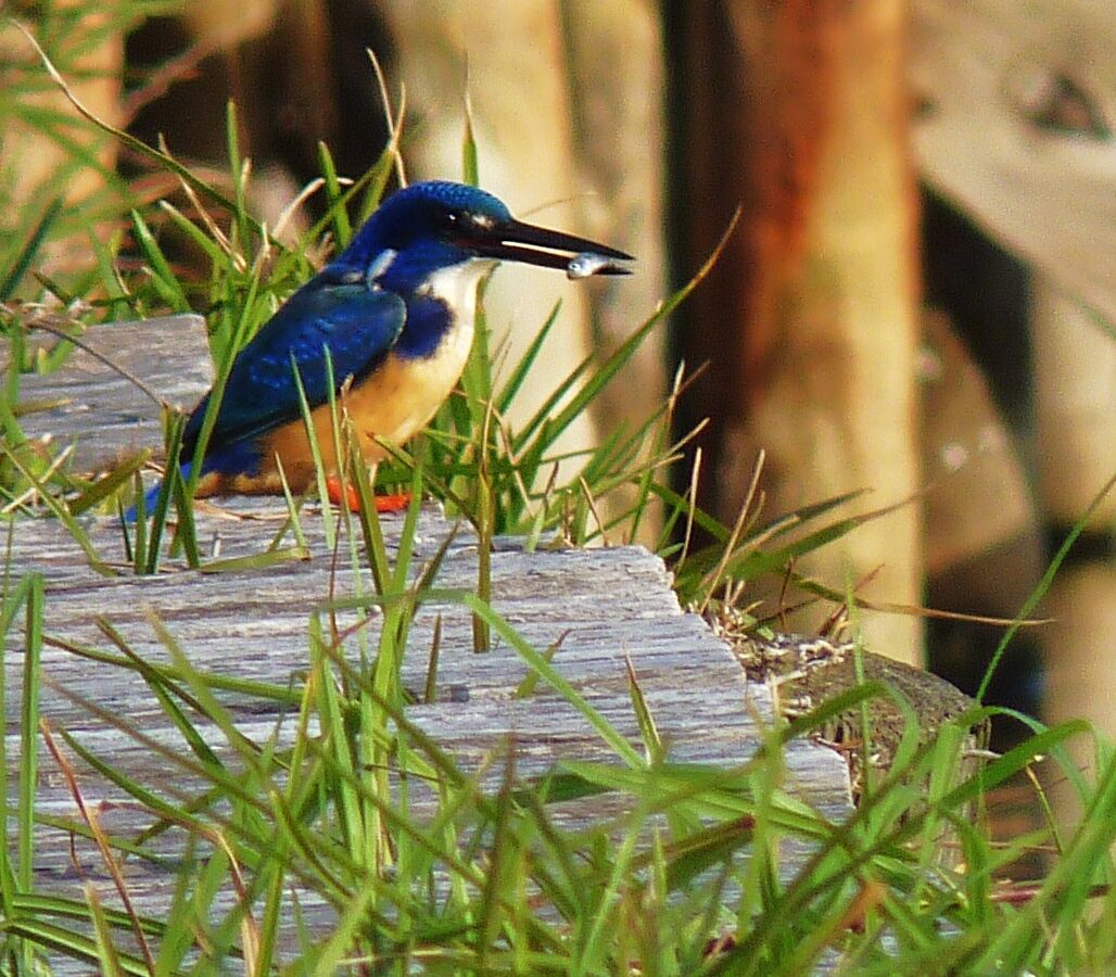 Half-collared Kingfisher