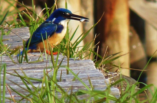 Half-collared Kingfisher
