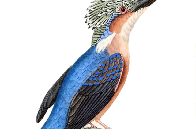 Malagasy Kingfisher