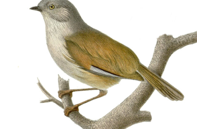 Grey-hooded Fulvetta