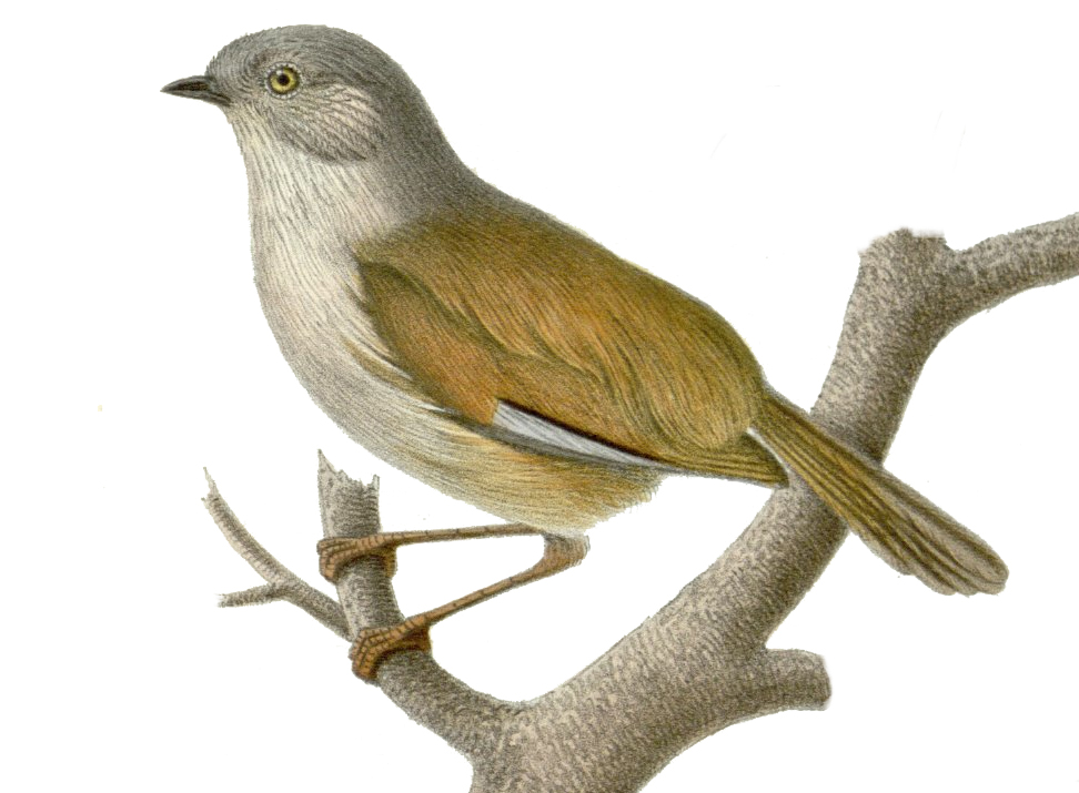 Grey-hooded Fulvetta