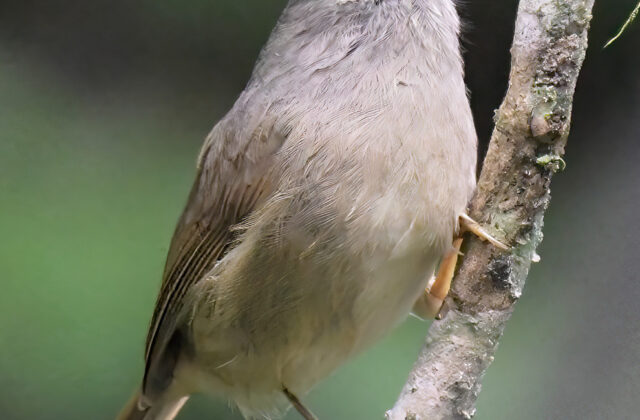 David’s Fulvetta