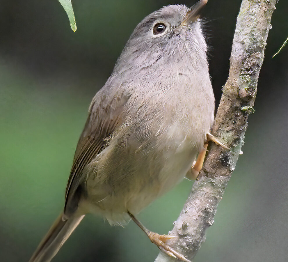 David’s Fulvetta
