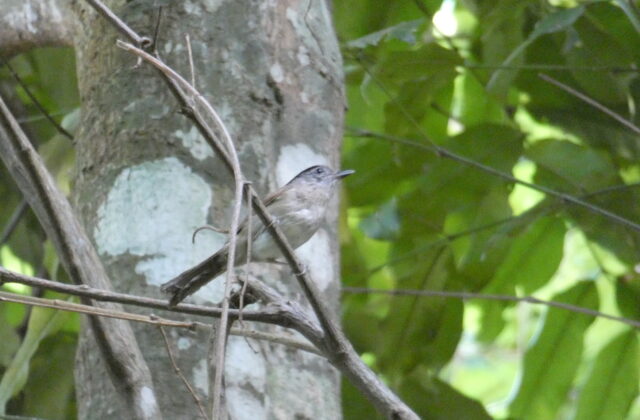 Black-browed Fulvetta