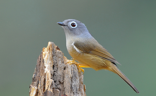 Grey-cheeked Fulvetta