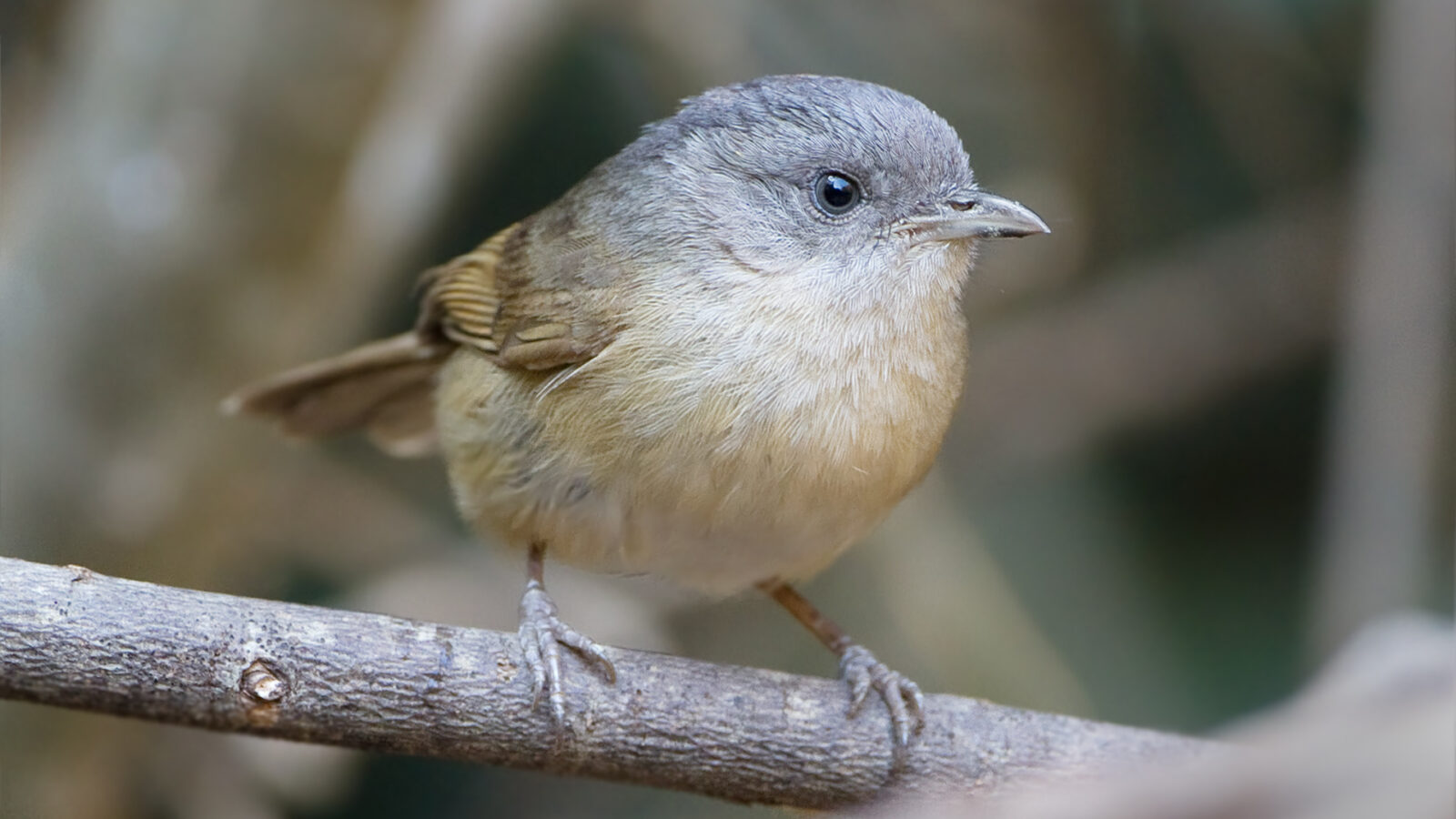 Brown-cheeked Fulvetta