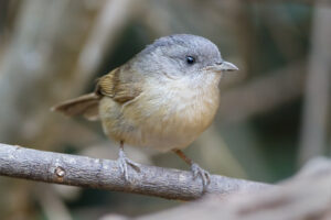 Brown-cheeked Fulvetta