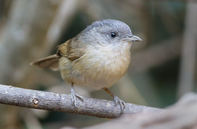 Brown-cheeked Fulvetta