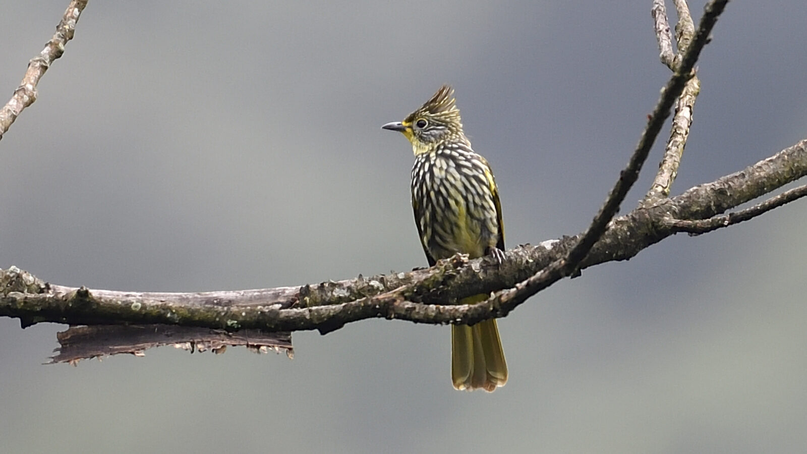 Striated Bulbul