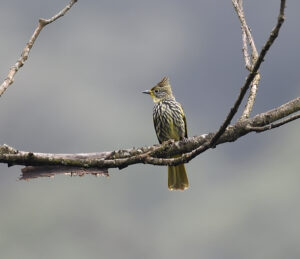 Striated Bulbul