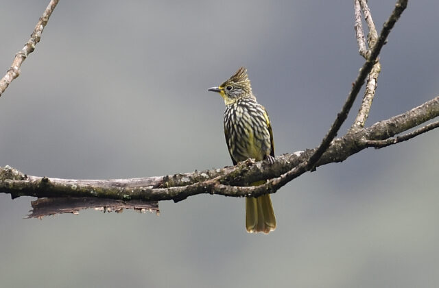 Striated Bulbul