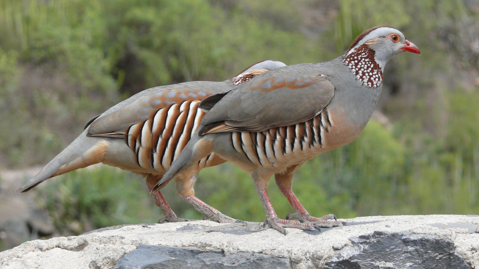 Barbary Partridge