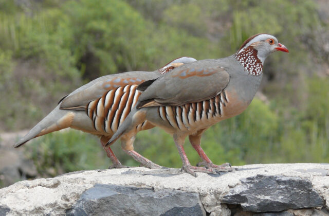 Barbary Partridge