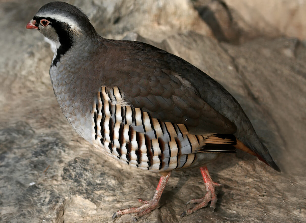 Rock Partridge