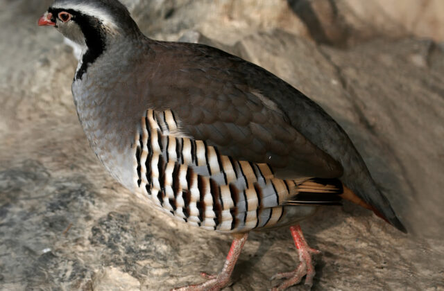 Rock Partridge