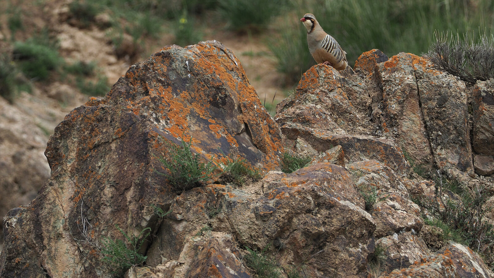 Przevalski’s Partridge