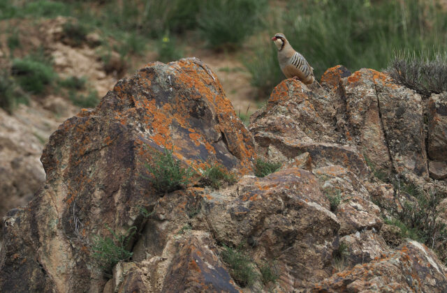 Przevalski’s Partridge