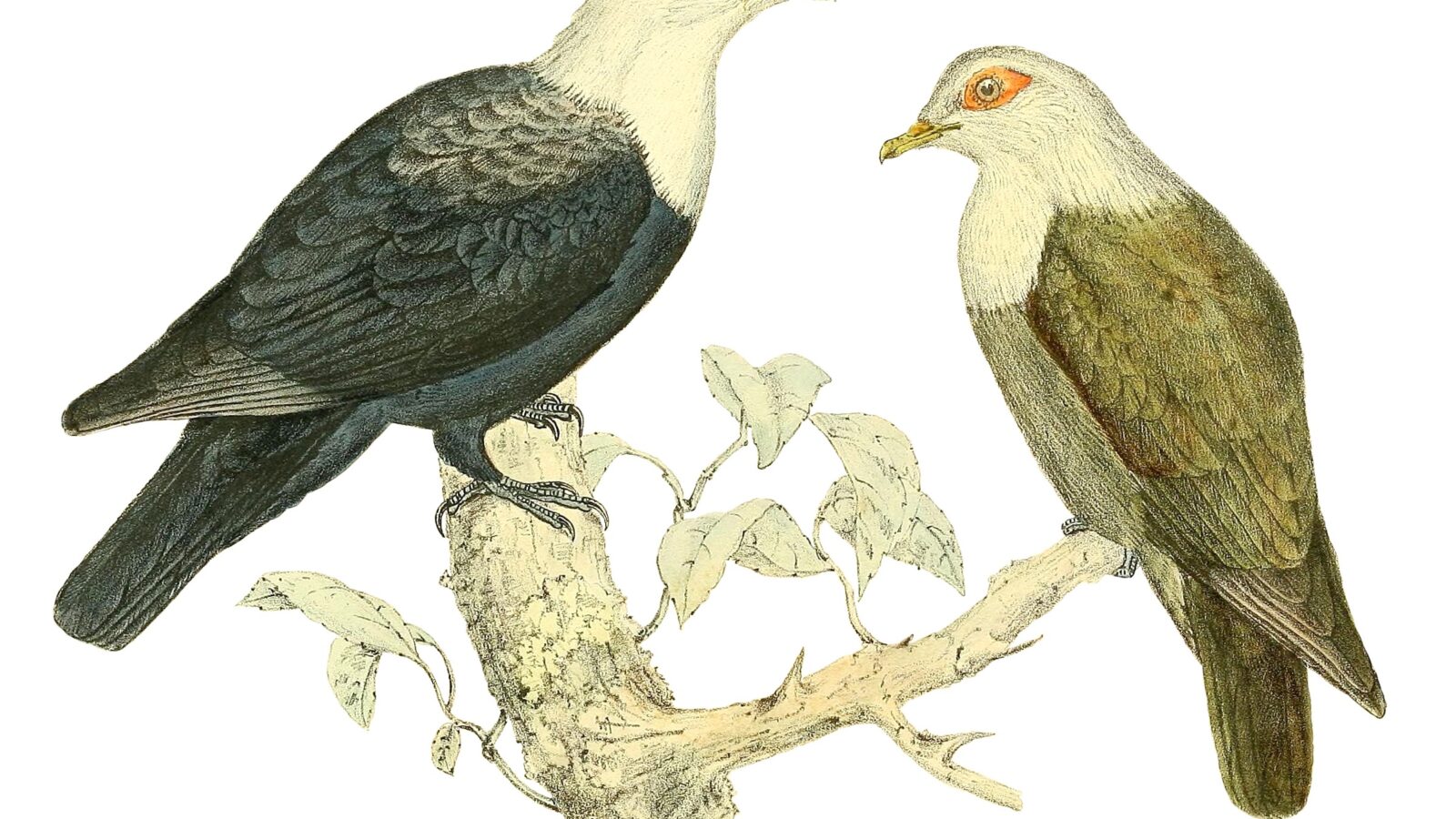Comoro Blue Pigeon