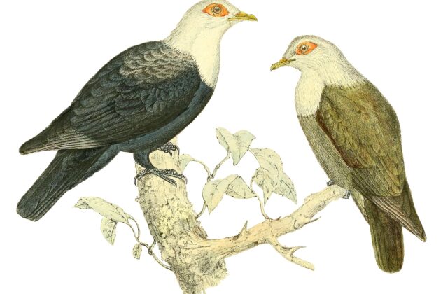 Comoro Blue Pigeon