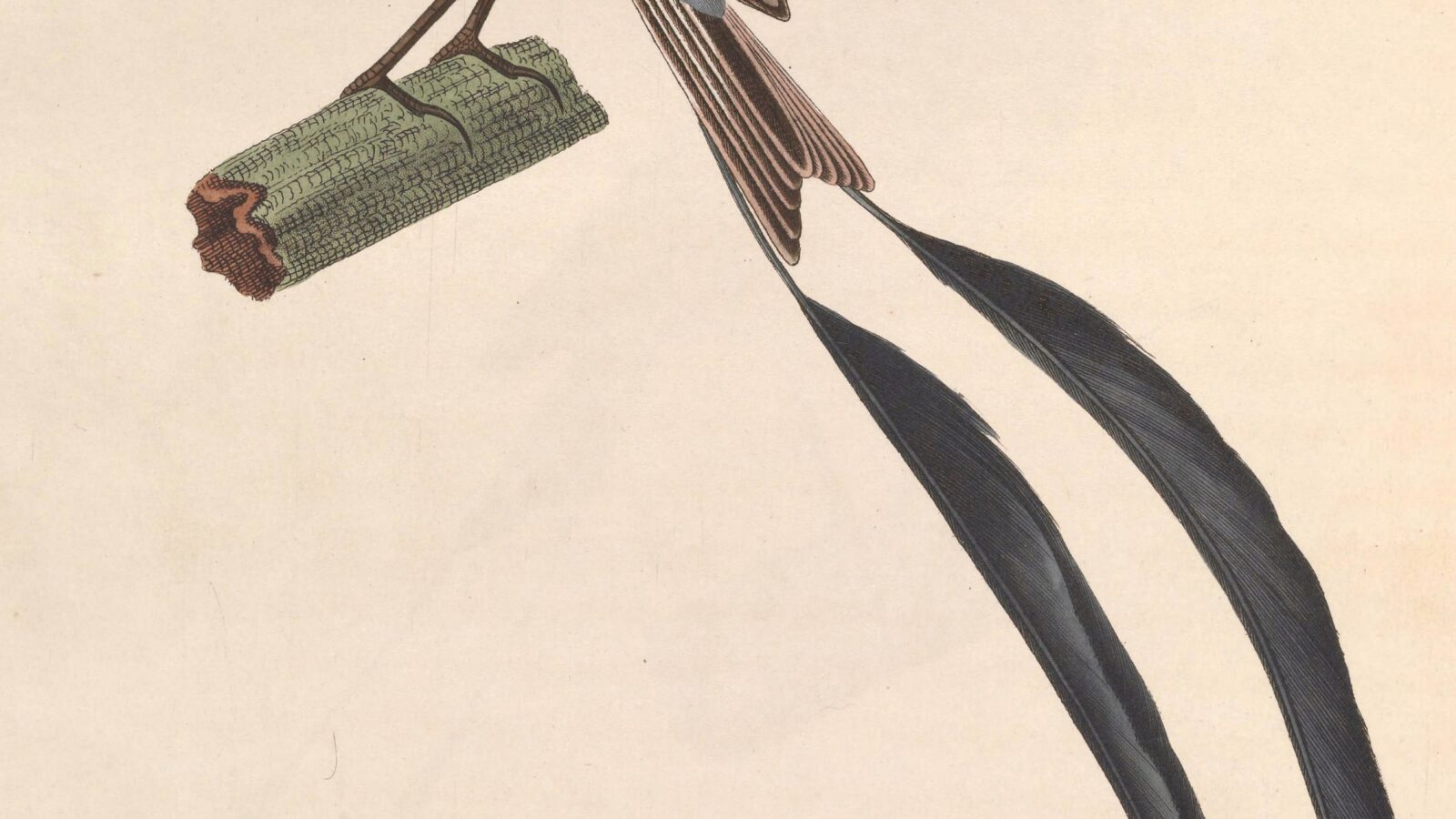 Strange-tailed Tyrant